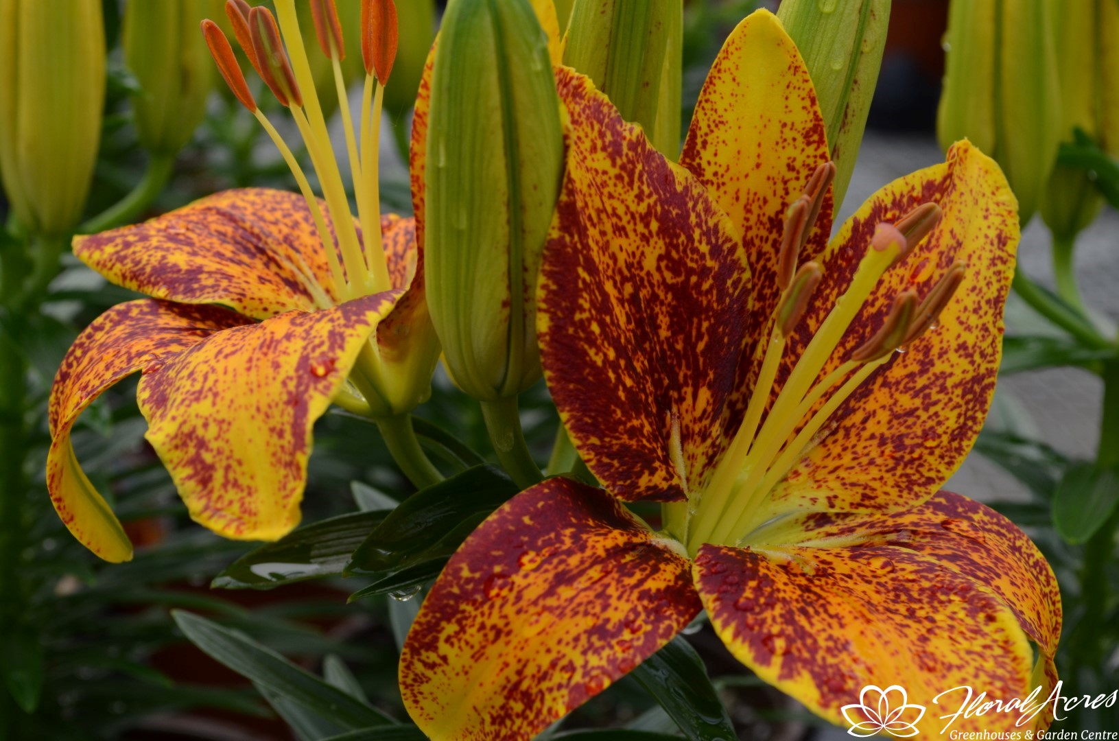 Lilium AsiaticPot Lily Tiny Parrot Floral Acres